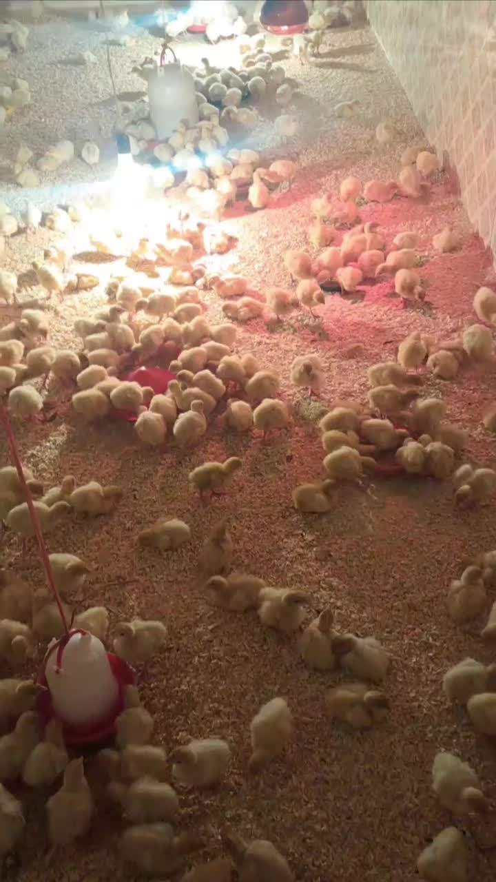 فروش جوجه بوقلمون بیوتی 6 (زرین )|حیوانات مزرعه|جوین, |دیوار