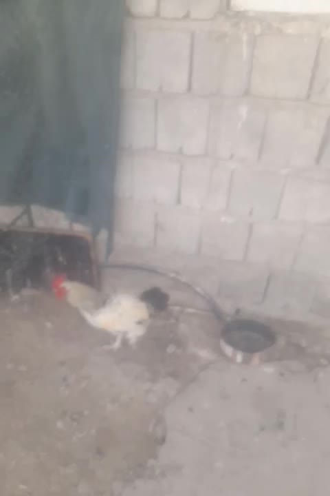 تعداد ۱۰۰ عدد مرغ جوجه|حیوانات مزرعه|جیرفت, |دیوار