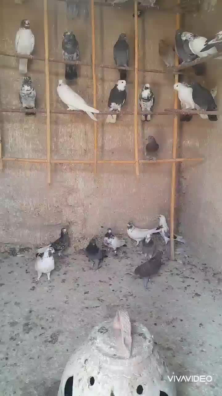 کفترخوب پرشی نروماده همه یکجا به فروش میرود|پرنده|قم, عمار یاسر|دیوار