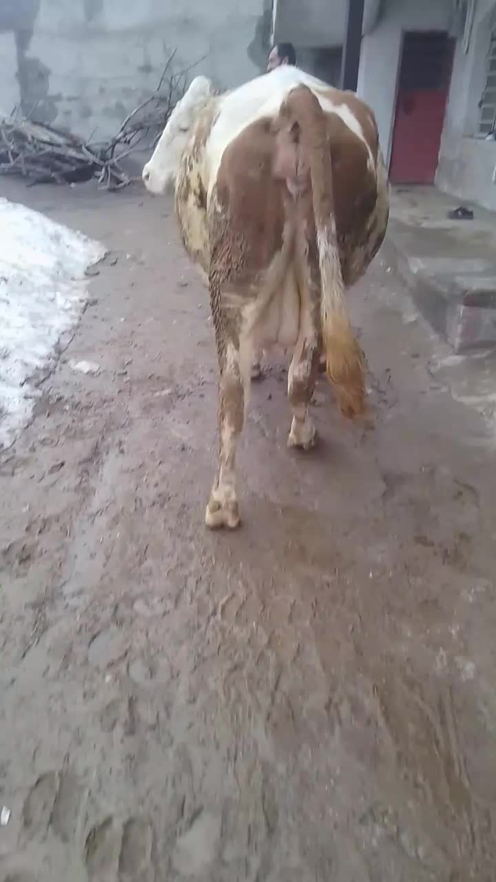 گاو سیمیتال|حیوانات مزرعه|سراجو, |دیوار