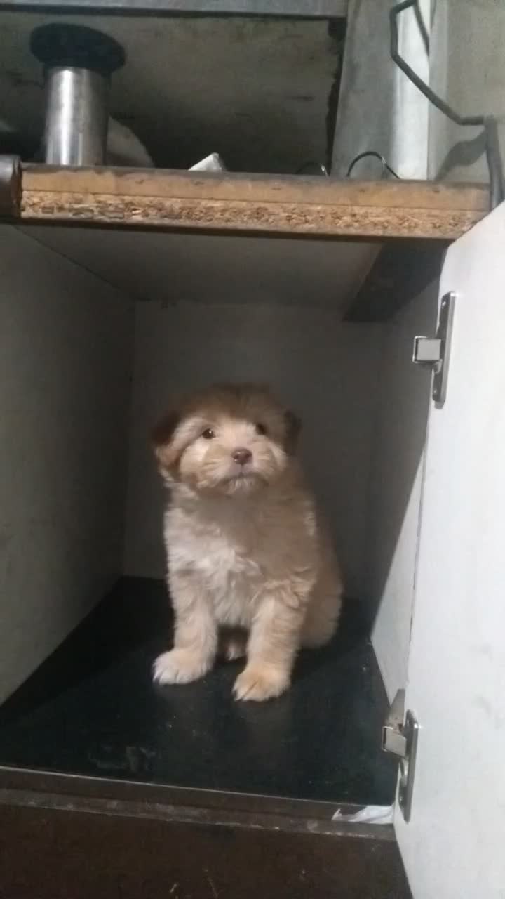 توله سگ پا کوتاه|سگ|زنجان, |دیوار