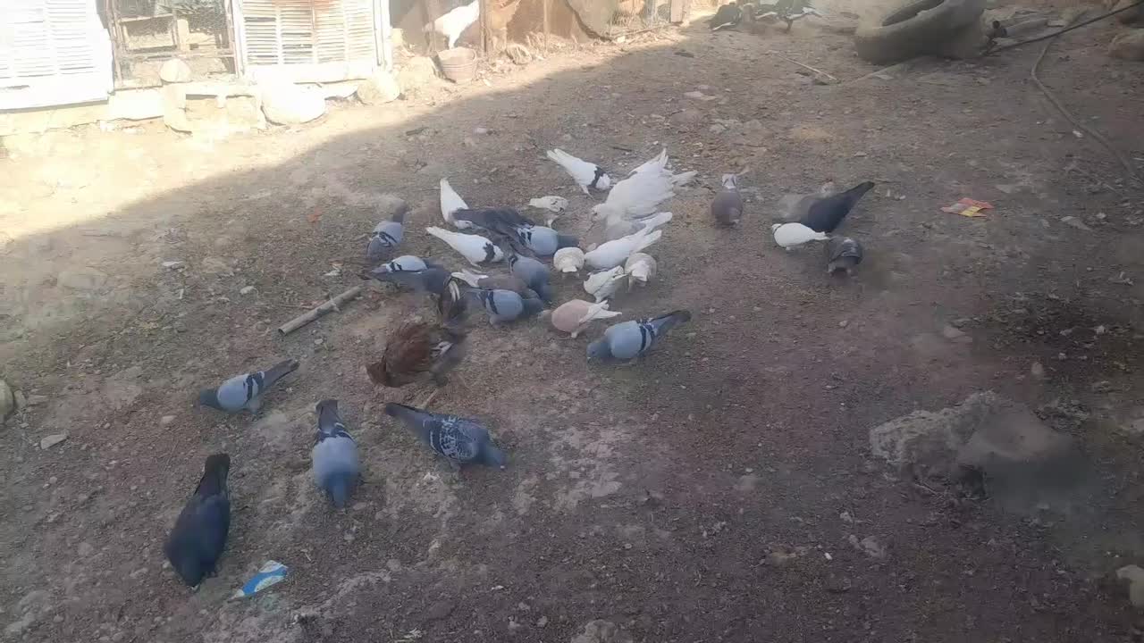 توافقی|پرنده|آبدانان, |دیوار