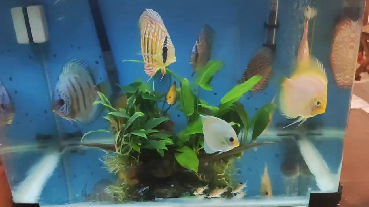 ماهی دیسکس و فیلتر سطلی سرا و آنابیاس|ماهی|تهران, پونک|دیوار