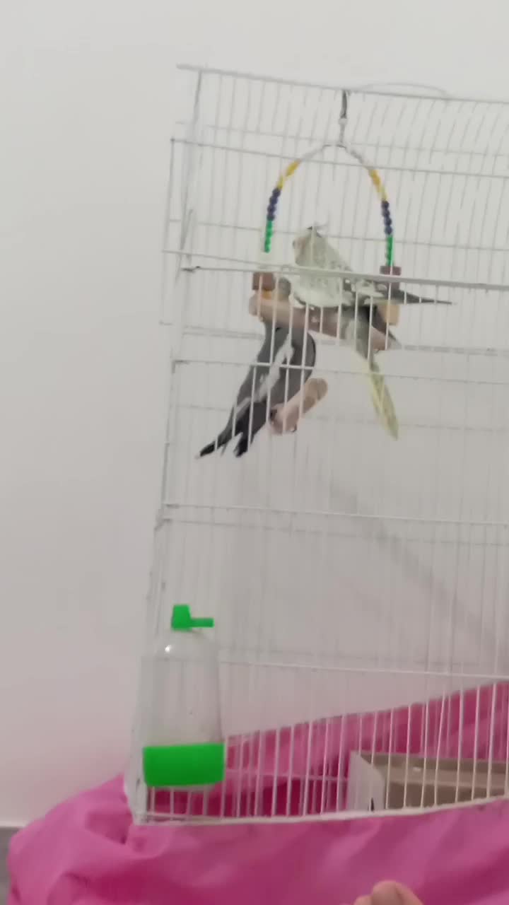 یک جفت عروس هلندی مولد|پرنده|شال, |دیوار