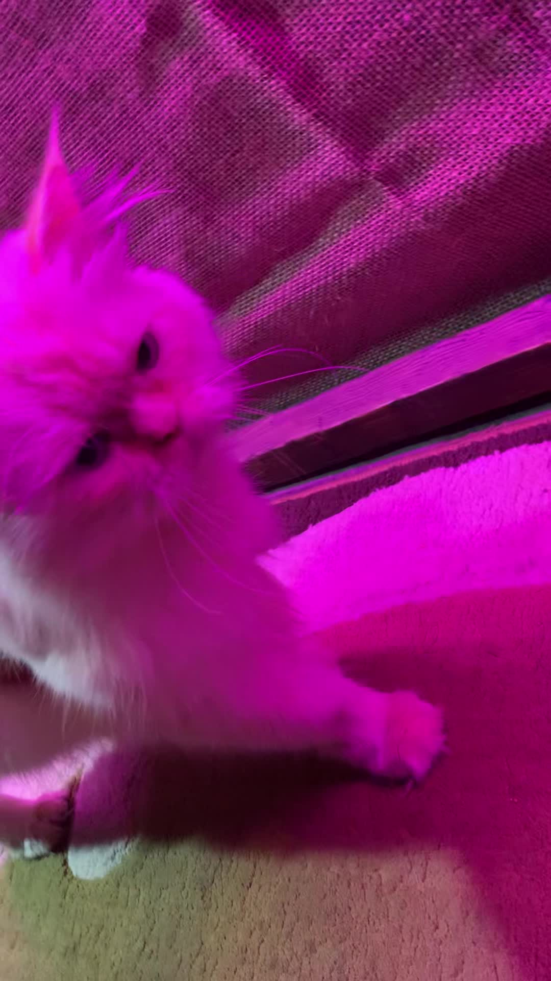 گربه پرشین اصیل نر|گربه|رشت, باهنر|دیوار