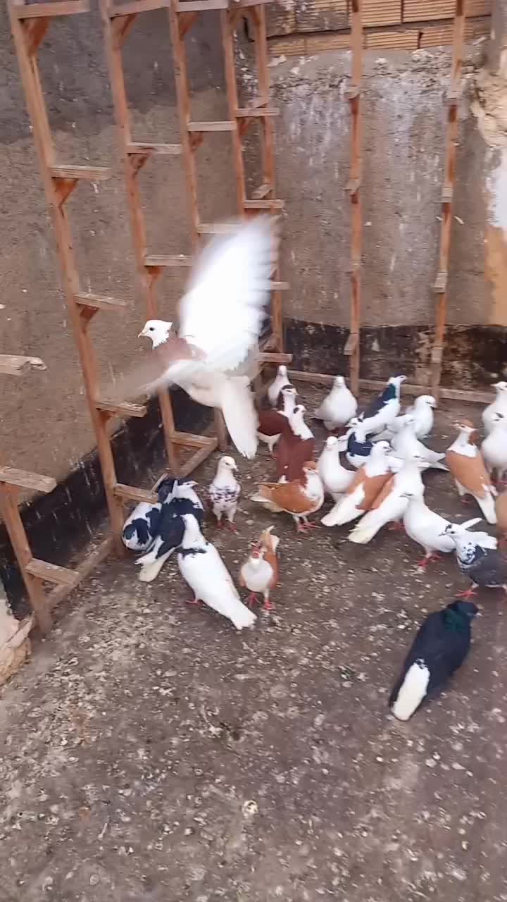 کفتر|پرنده|مشهد, شهرک امام سجاد|دیوار