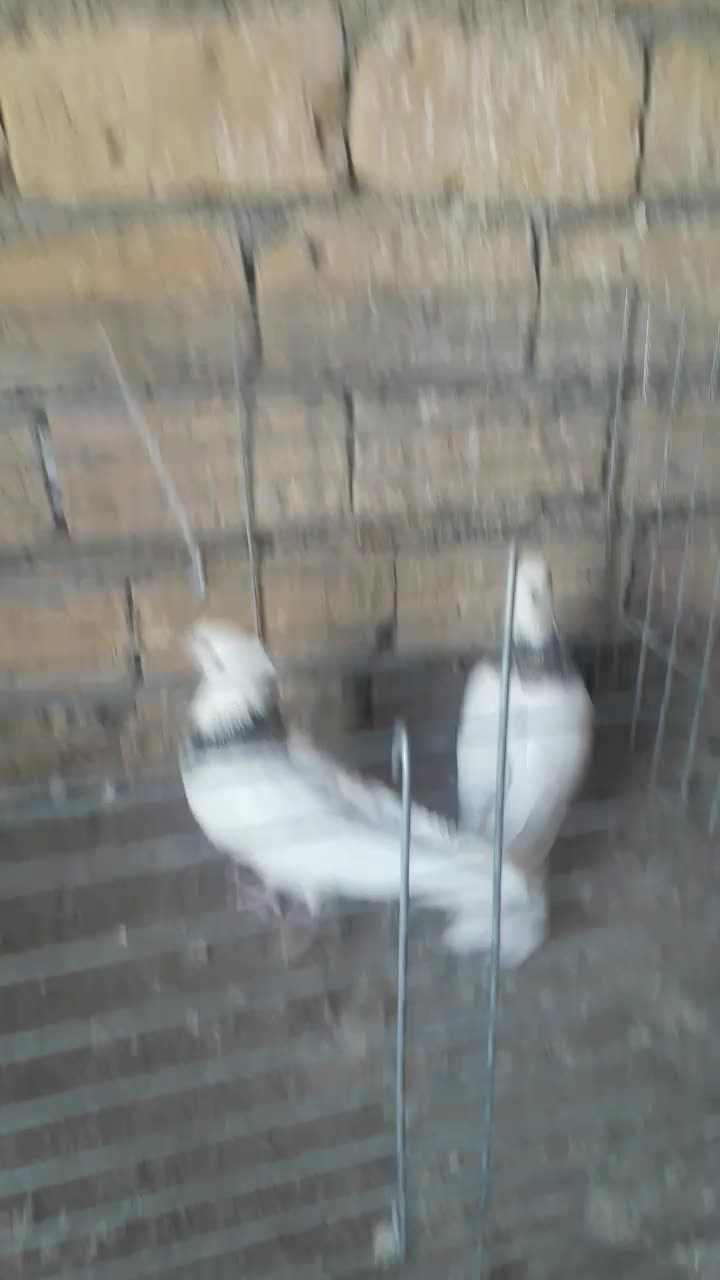 طوقی|پرنده|اردکان, |دیوار