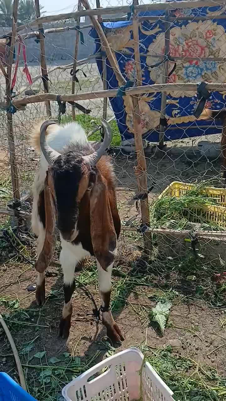 نری|حیوانات مزرعه|رودان, |دیوار