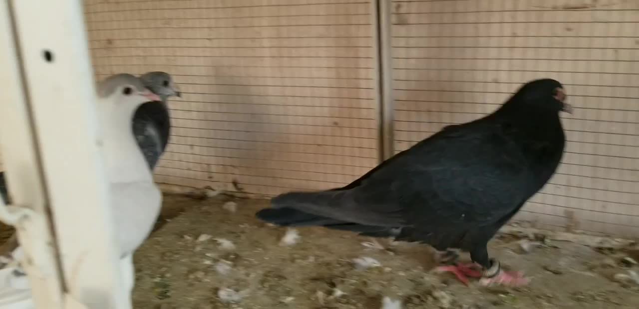 کبوتر.زاغ کرمونی سفیدکرمونی سوسکی کرمونی|پرنده|مشهد, امیر المومنین|دیوار