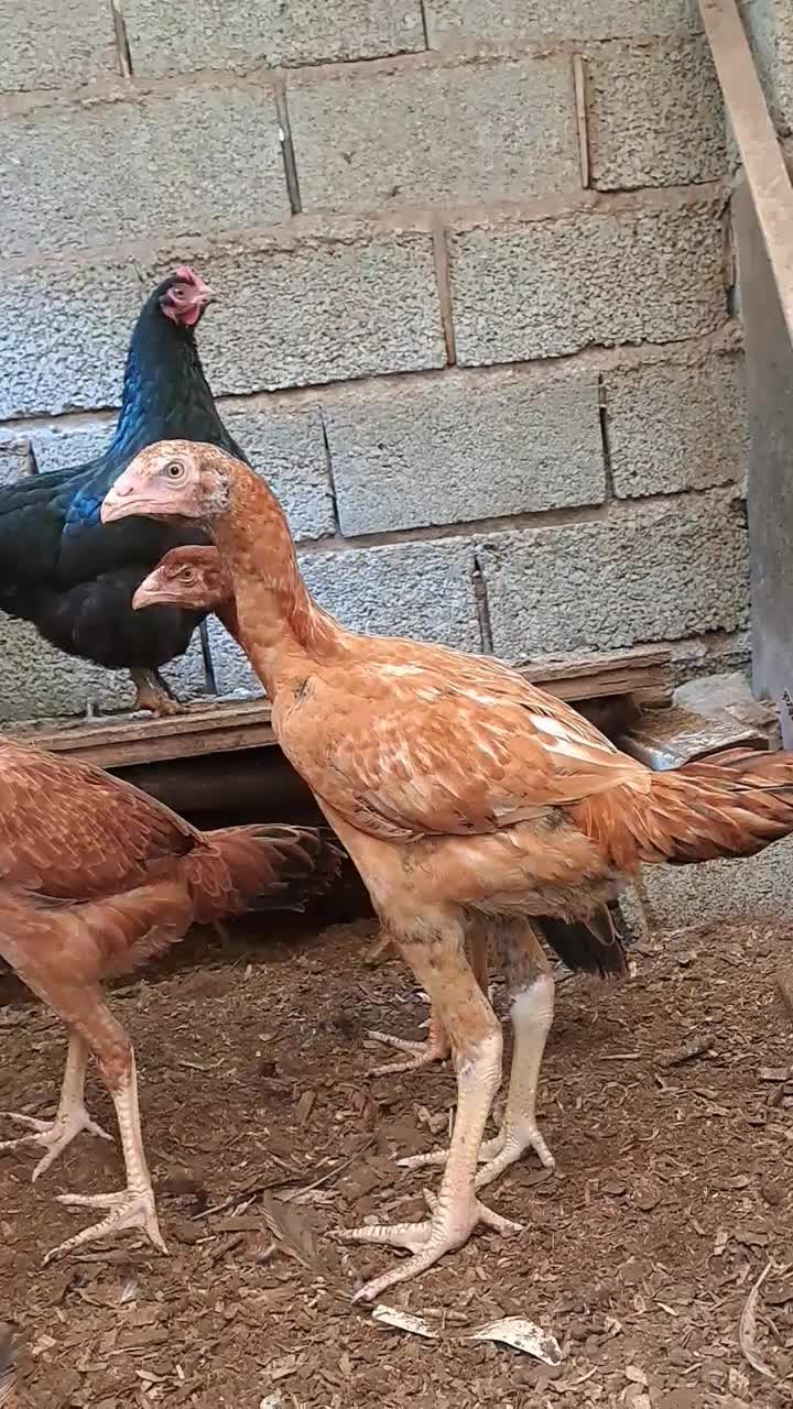 جوجه لاری مرغ|حیوانات مزرعه|رشت, حومه رشت|دیوار