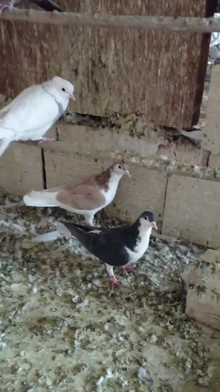 کبوتر سینه ای رواعب پلاکی دم سفید|پرنده|قم, سرحوض|دیوار