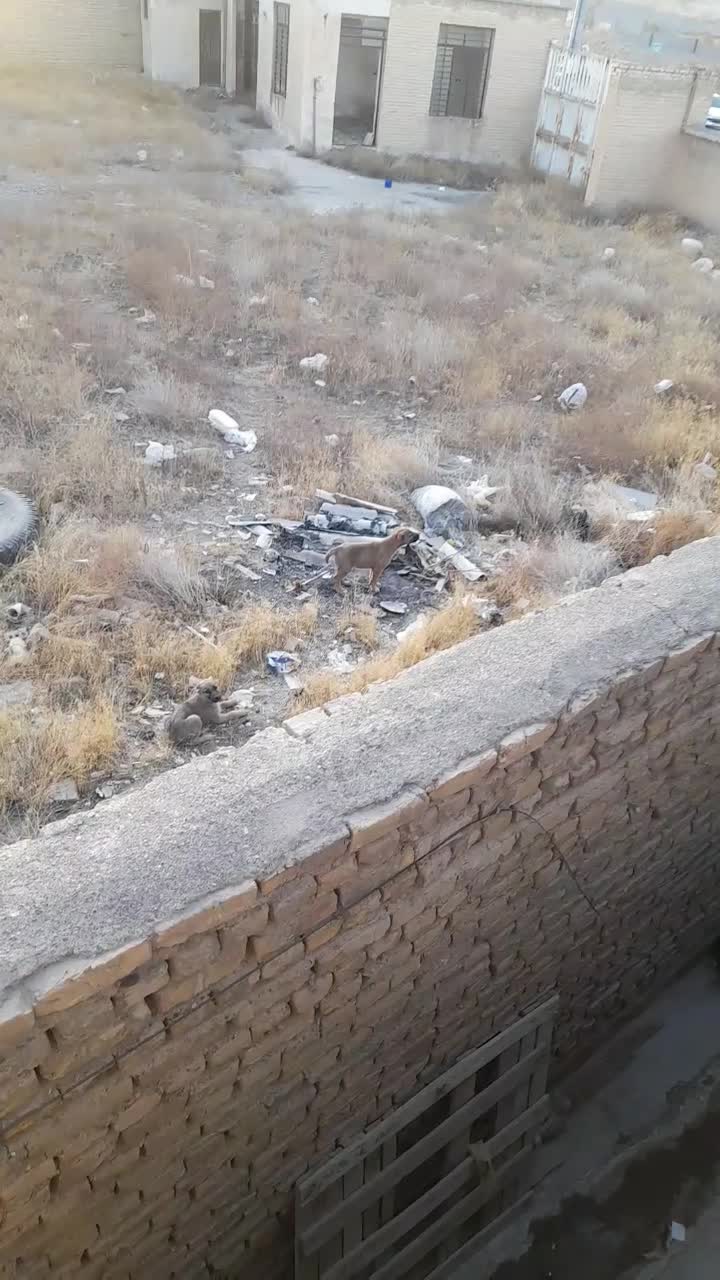 سگ خراسانی|سگ|مشهد, رباط طرق|دیوار