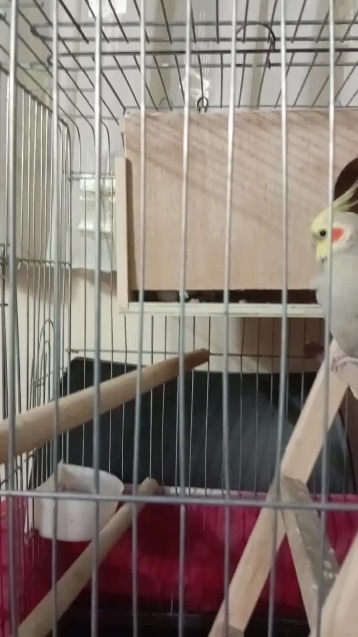 پرنده عروس هلندی جفت|پرنده|نسیم‌شهر, |دیوار