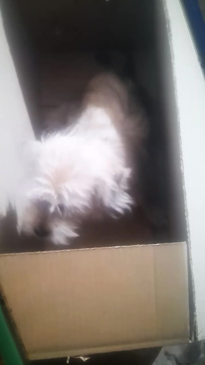 سگ شیتزو|سگ|کرمان, |دیوار