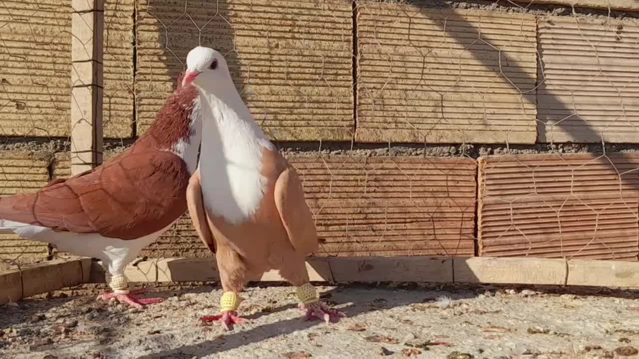 کلاغ کربلایی وساده سرخ کاکلی اس اس|پرنده|مشهد, انقلاب|دیوار