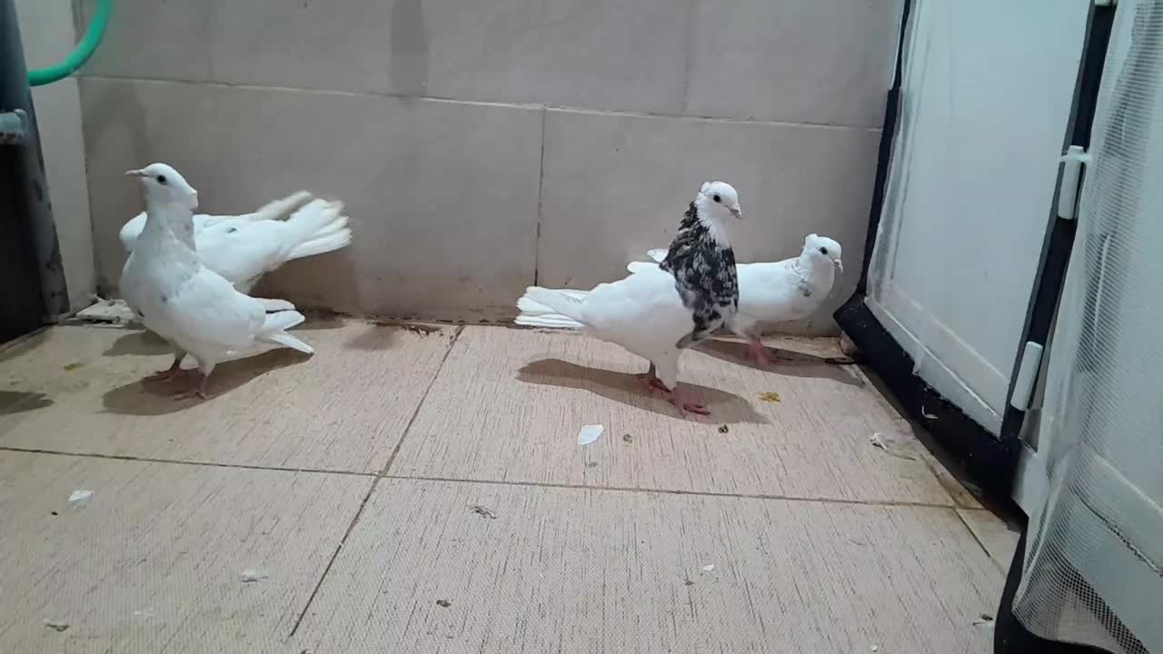 کبوتر طوقی+دم چتری کاکل پرپا|پرنده|یزد, |دیوار