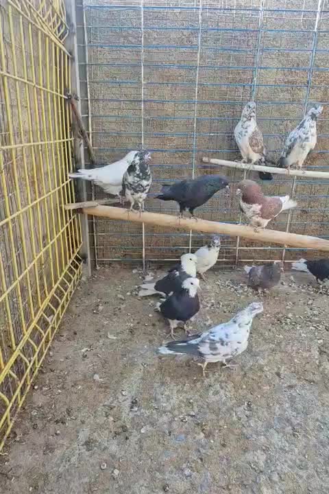 کفتر یا کبوتر|پرنده|معصومیه, |دیوار