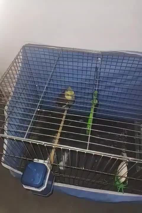 عروس هلندی سرحال و مست نر|پرنده|قرچک, باقرآباد|دیوار