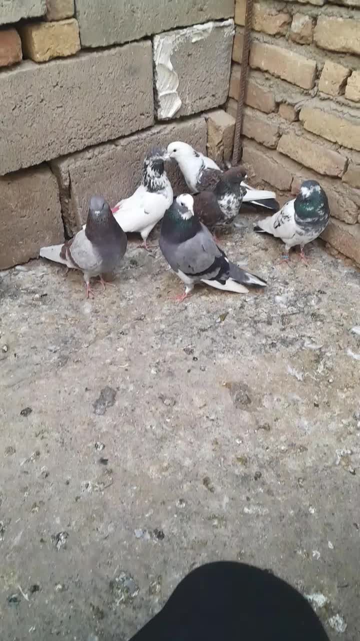 کفتر|پرنده|مشگین شهر, |دیوار