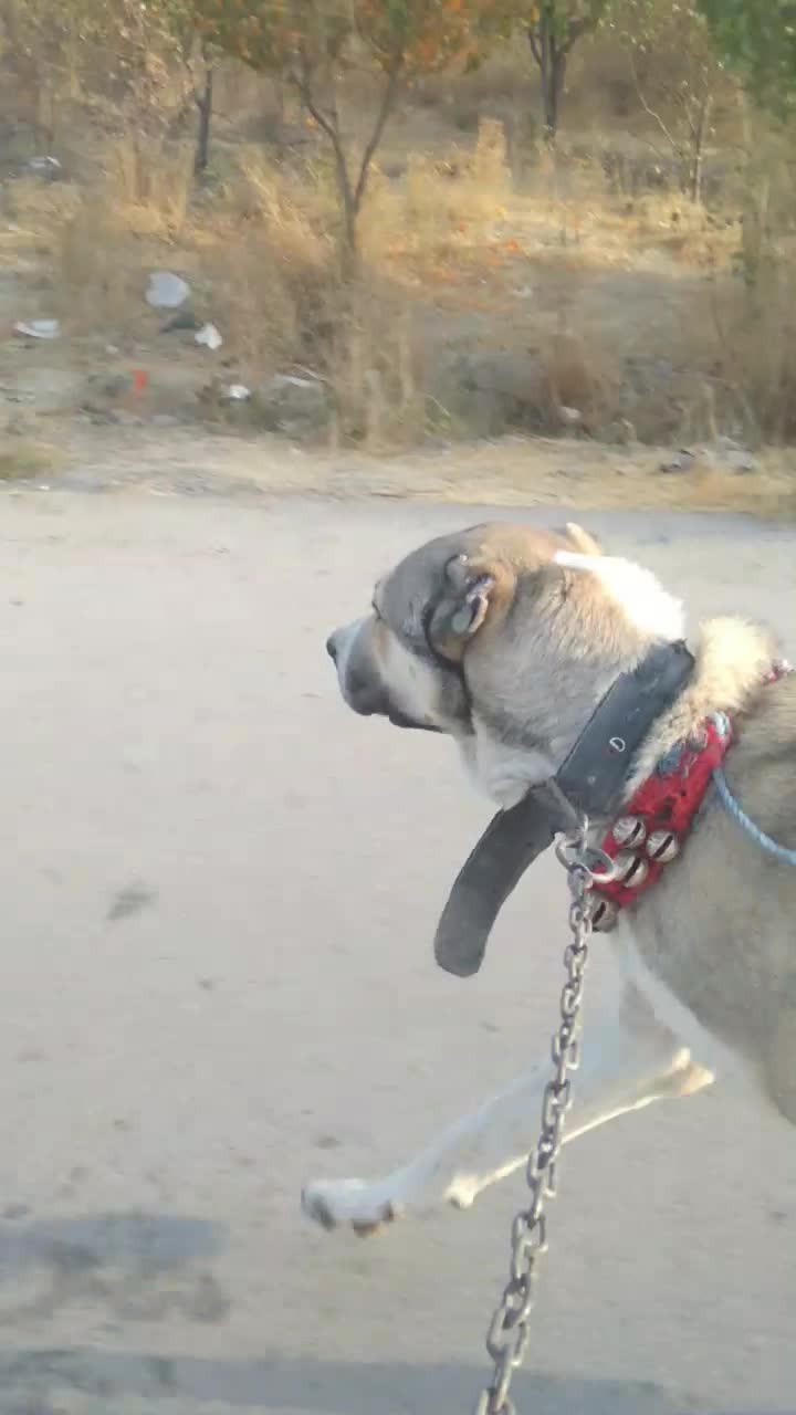 سگ سراب|سگ|مشهد, امیرآباد|دیوار