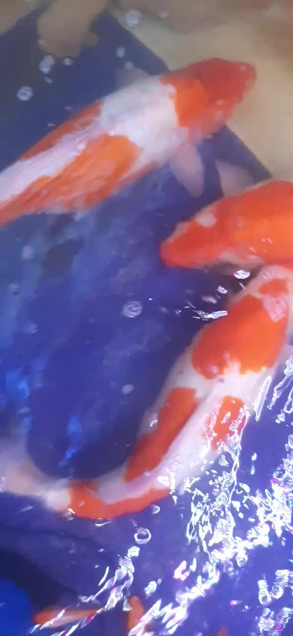 کوی دویتسو و اصیل|ماهی|تهران, دریاچه شهدای خلیج فارس|دیوار