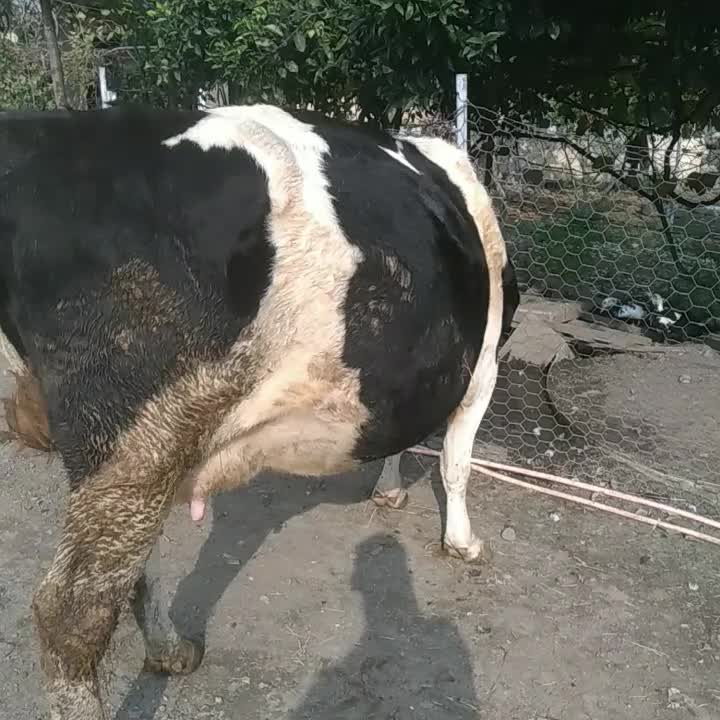 گاو سمینتال هرکول|حیوانات مزرعه|چوبر, |دیوار