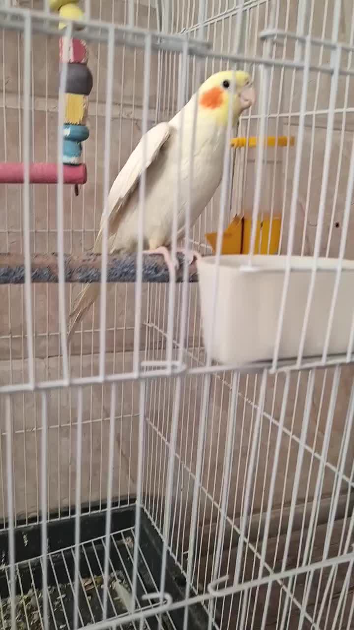 ۲عددعروس هلندی نرسخنگو|پرنده|مشهد, نوید|دیوار