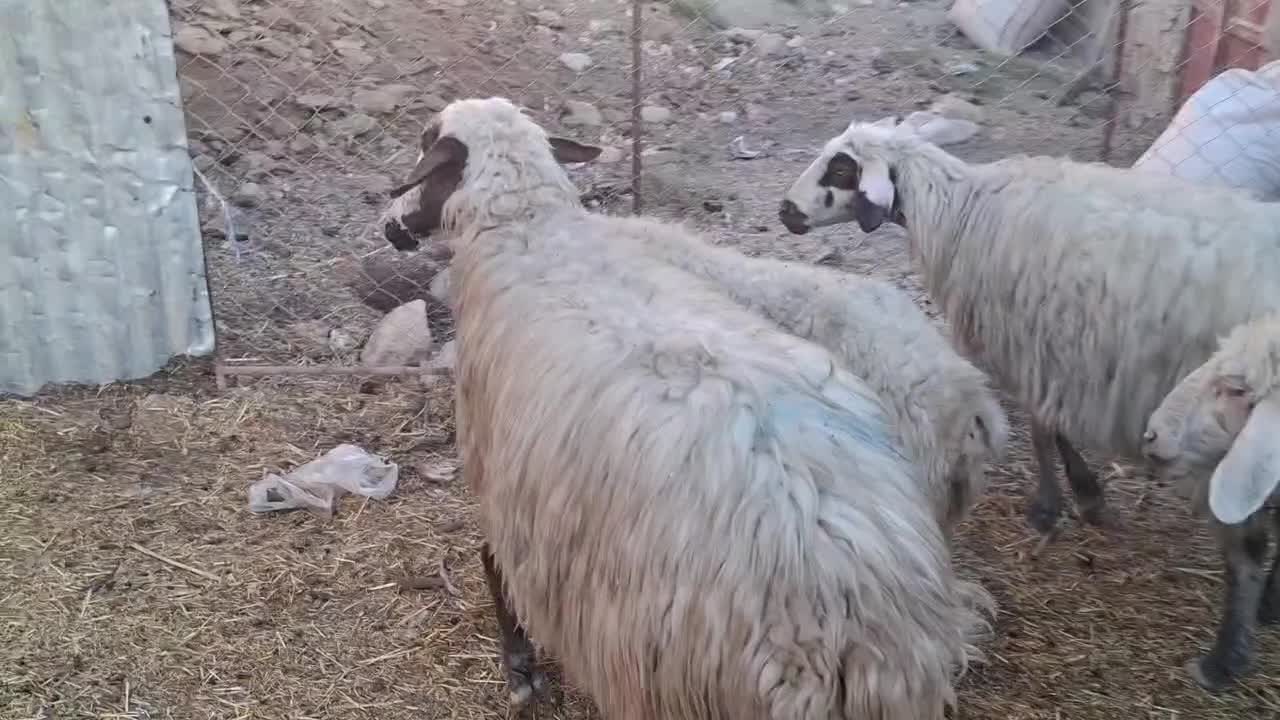 4 عدد میش جوان مایه کرده|حیوانات مزرعه|دره شهر, |دیوار