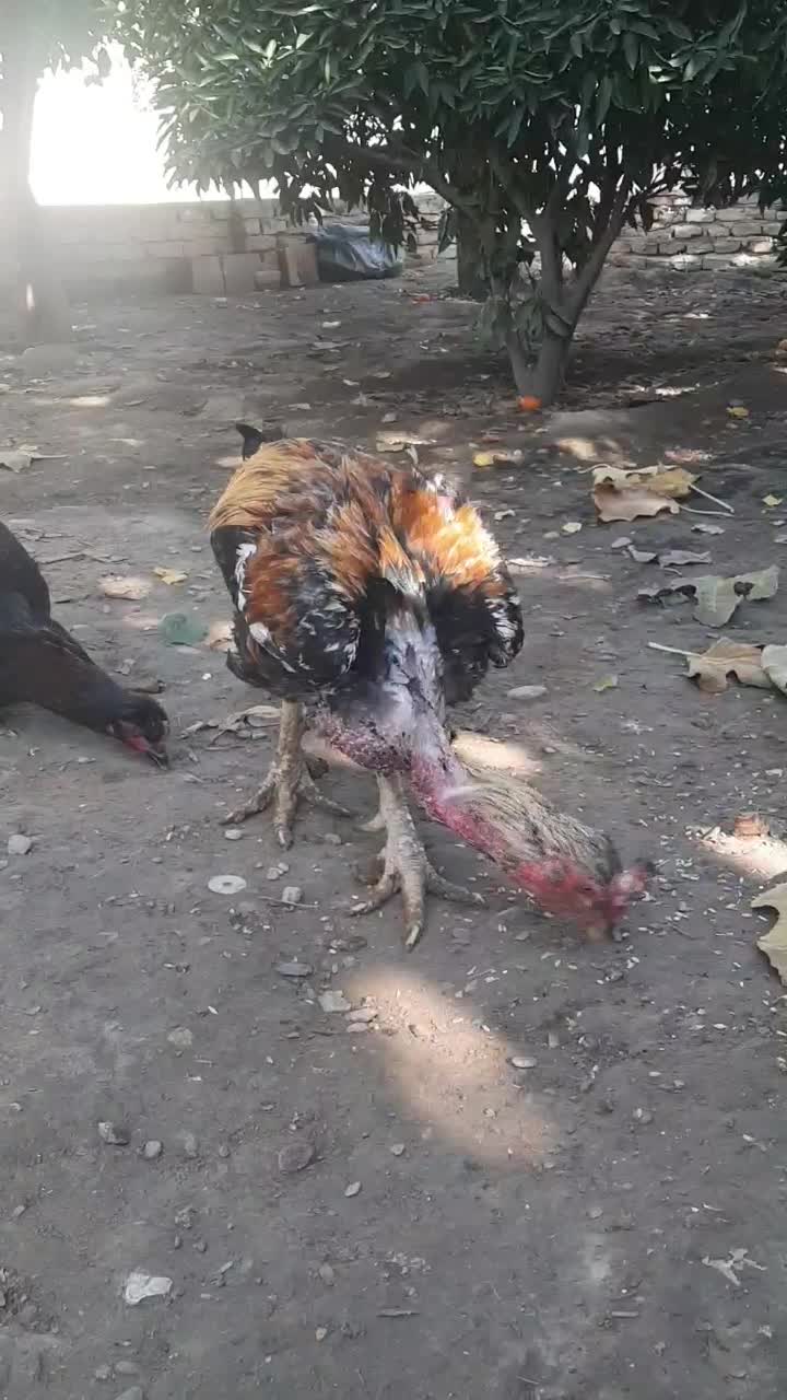 خروس لاری صابونی|حیوانات مزرعه|انبارآلوم, |دیوار