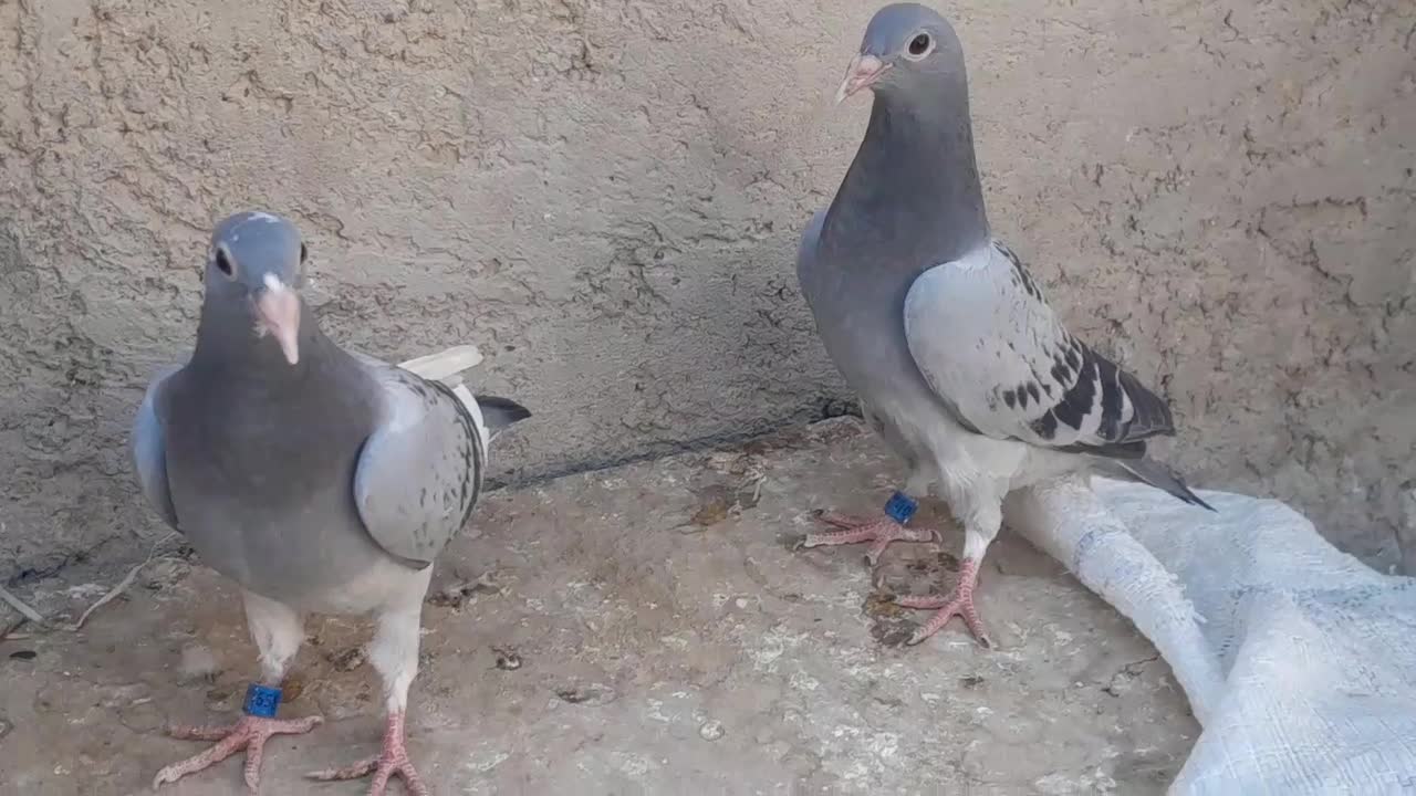 جفت کبوترجوجه مسافتی هرمن کوستر|پرنده|زهک, |دیوار