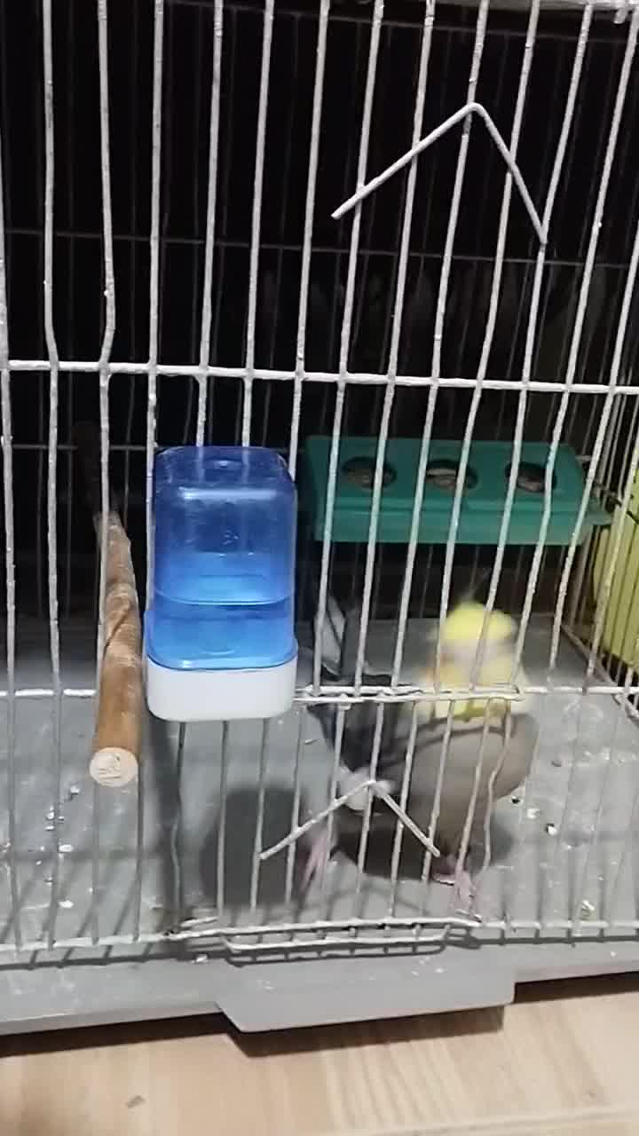 طوطی هلندی سخنگو|پرنده|رشت, حمیدیان|دیوار