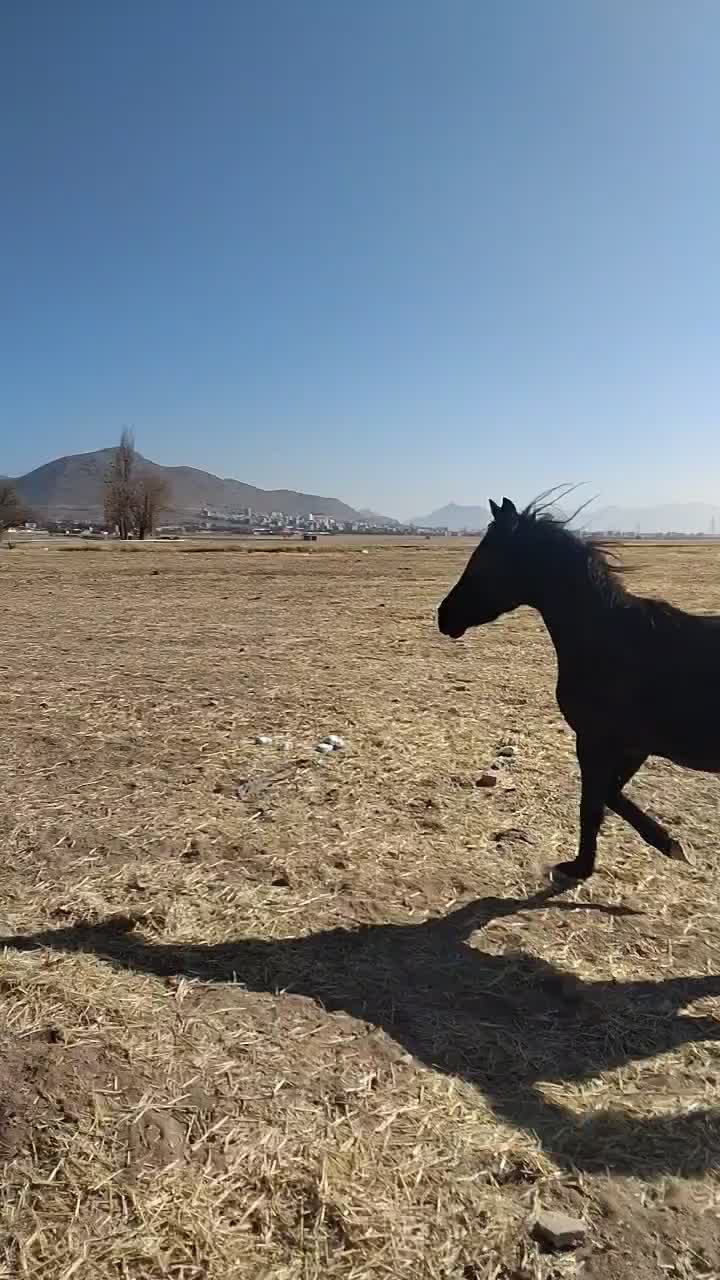 کره‌مادیان‌مشکی۳نشان|اسب و تجهیزات اسب‌سواری|اصفهان, کوی سپاهان|دیوار