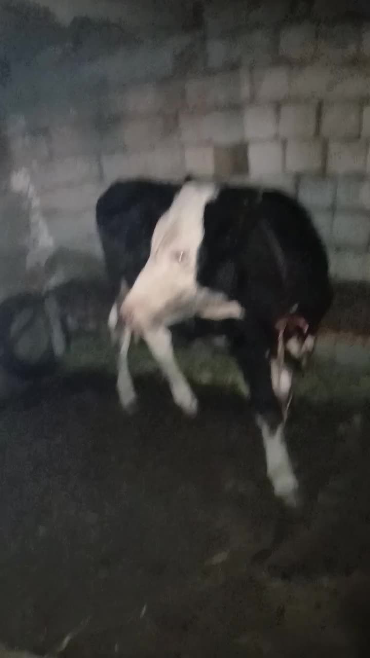 کوساله سمینتال|حیوانات مزرعه|محمدبار, |دیوار