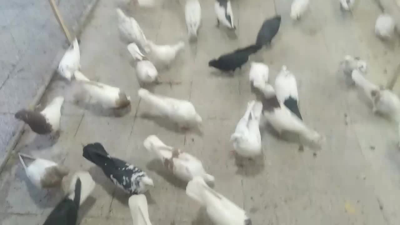 کبوتر|پرنده|دورود, |دیوار