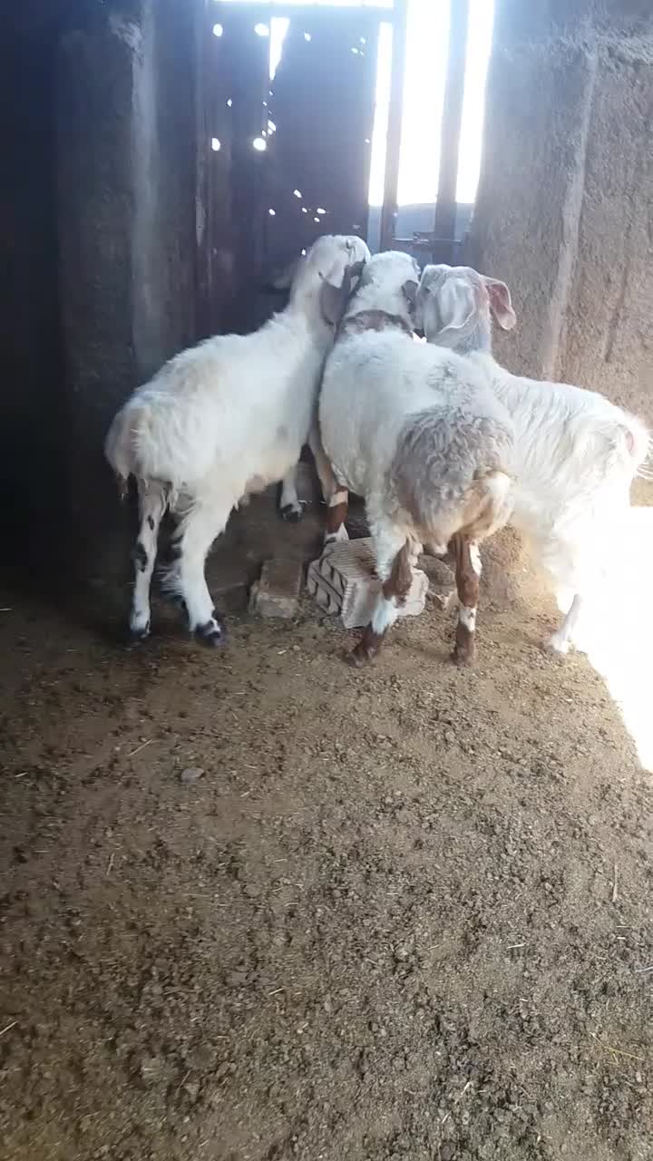 بره نر درجه1|حیوانات مزرعه|گرمسار, |دیوار