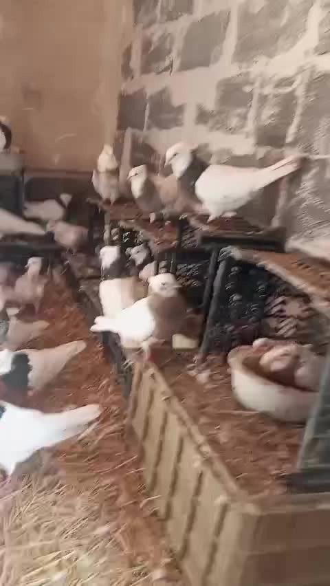 کبوتر|پرنده|سقز, |دیوار