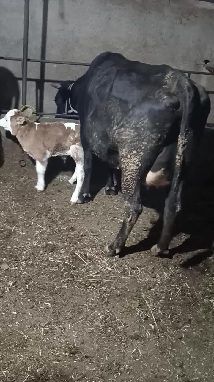 گاو|حیوانات مزرعه|مهربان, |دیوار