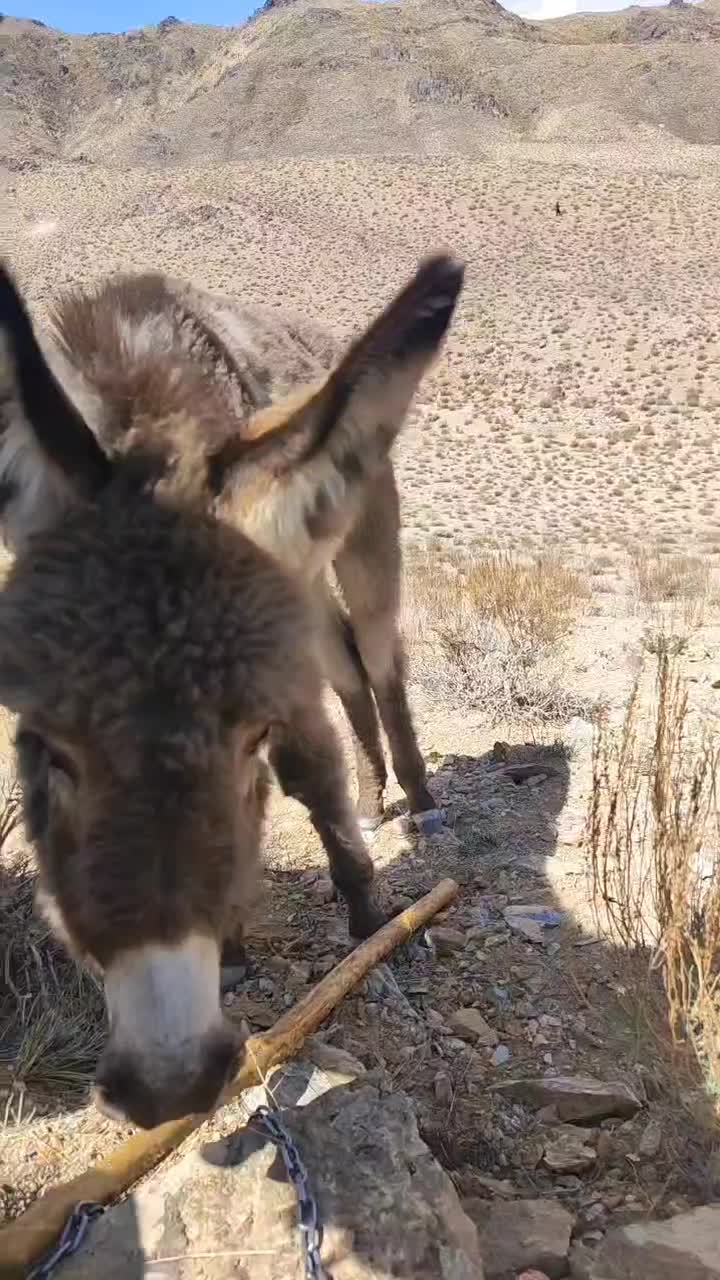 کره خر|حیوانات مزرعه|سیستان, |دیوار
