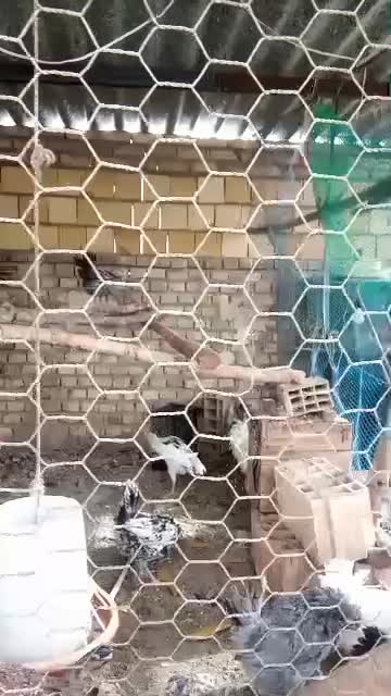 تخممرغ گلین نطفه دار صدرصد|حیوانات مزرعه|یزد, |دیوار