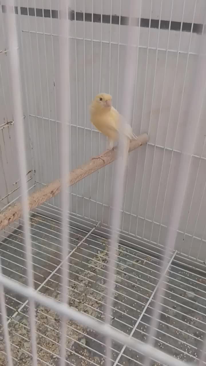 قناری|پرنده|قوچان, |دیوار