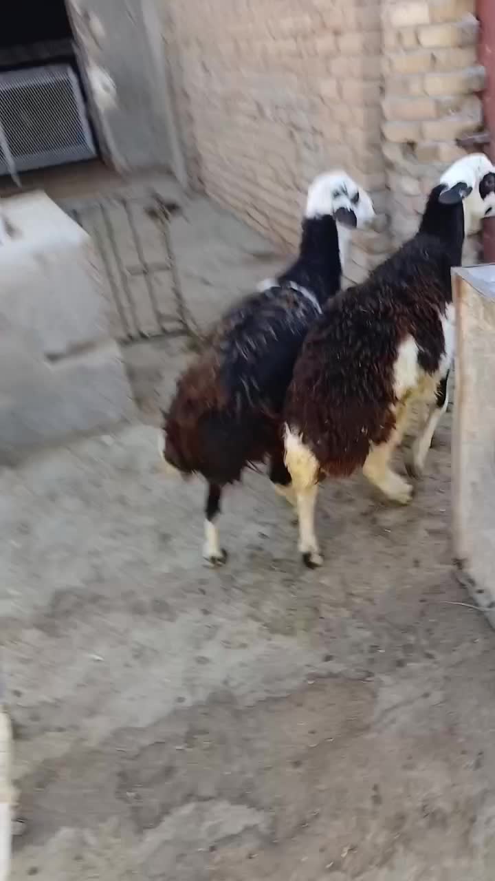 بره قوچ|حیوانات مزرعه|اشترینان, |دیوار