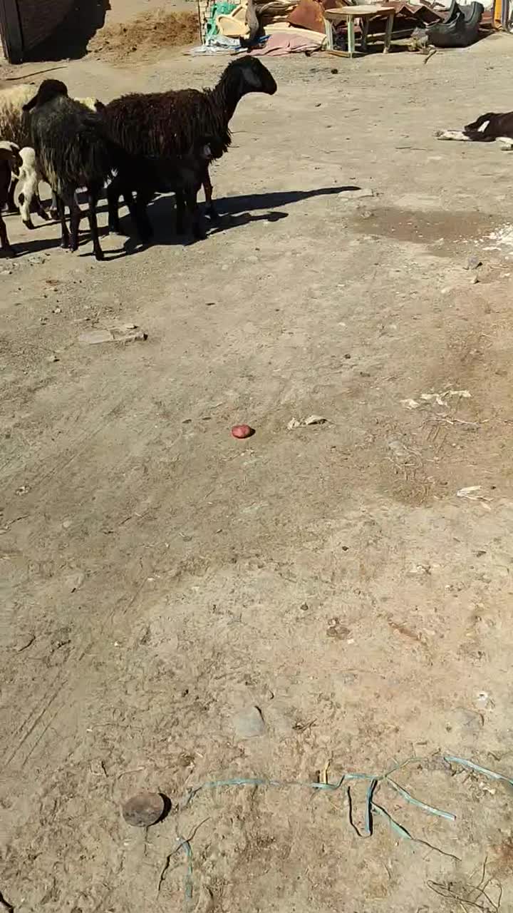 3عدد شیشک|حیوانات مزرعه|محمدیه-قزوین, |دیوار