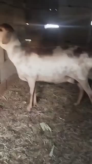 میش صومال|حیوانات مزرعه|بندرعباس, |دیوار