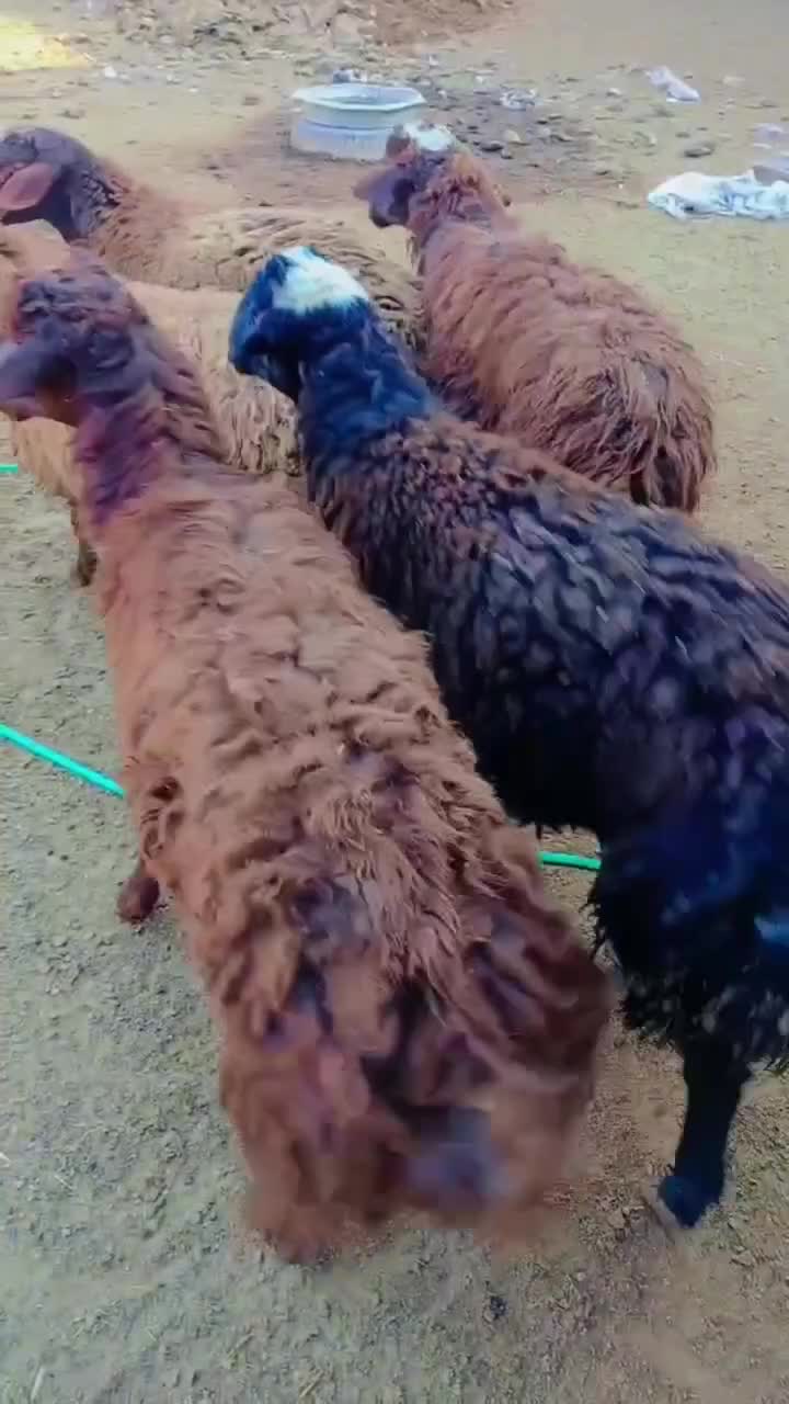 گوسفند کشتاری|حیوانات مزرعه|هریس, |دیوار