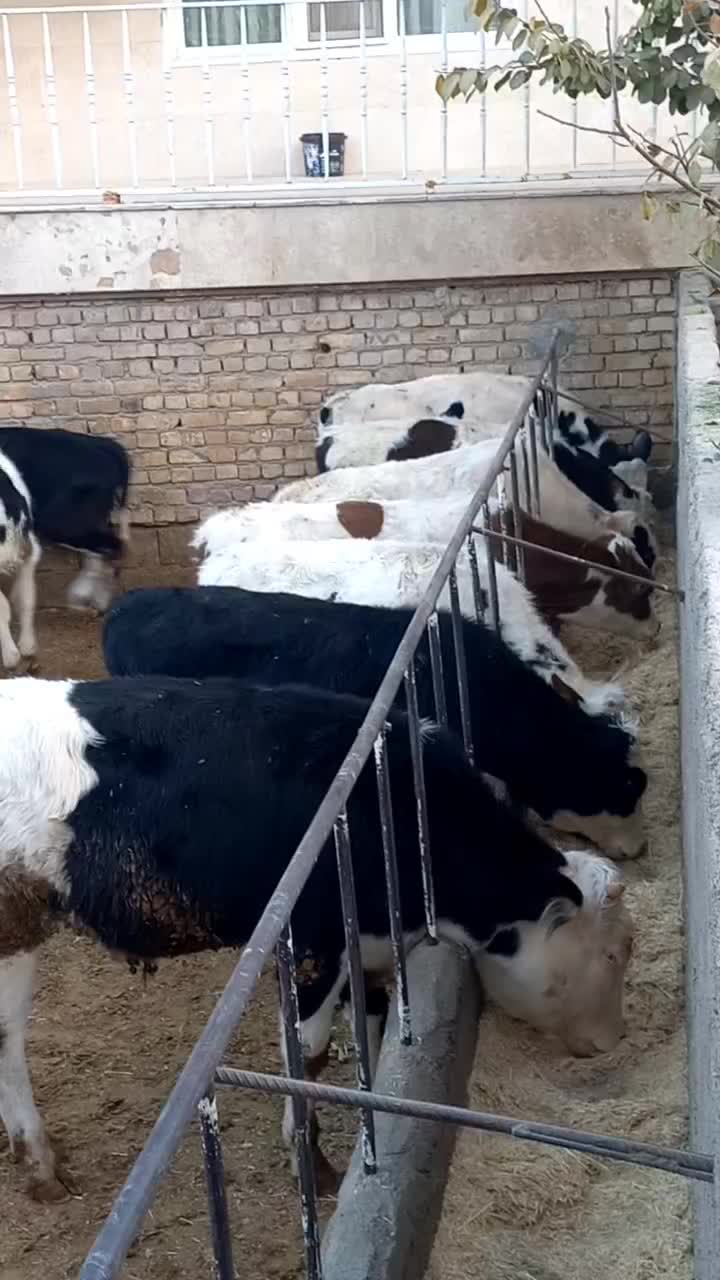 گوساله سیمنتال|حیوانات مزرعه|رزن, |دیوار