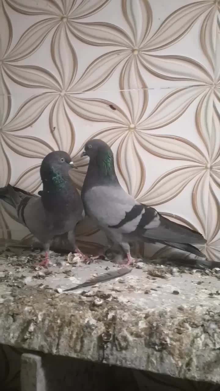 یک جفت سبز پاکستانی|پرنده|بندر گناوه, |دیوار