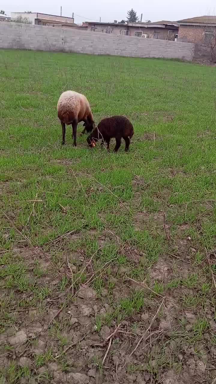 میش بره دار|حیوانات مزرعه|سنگدوین, |دیوار