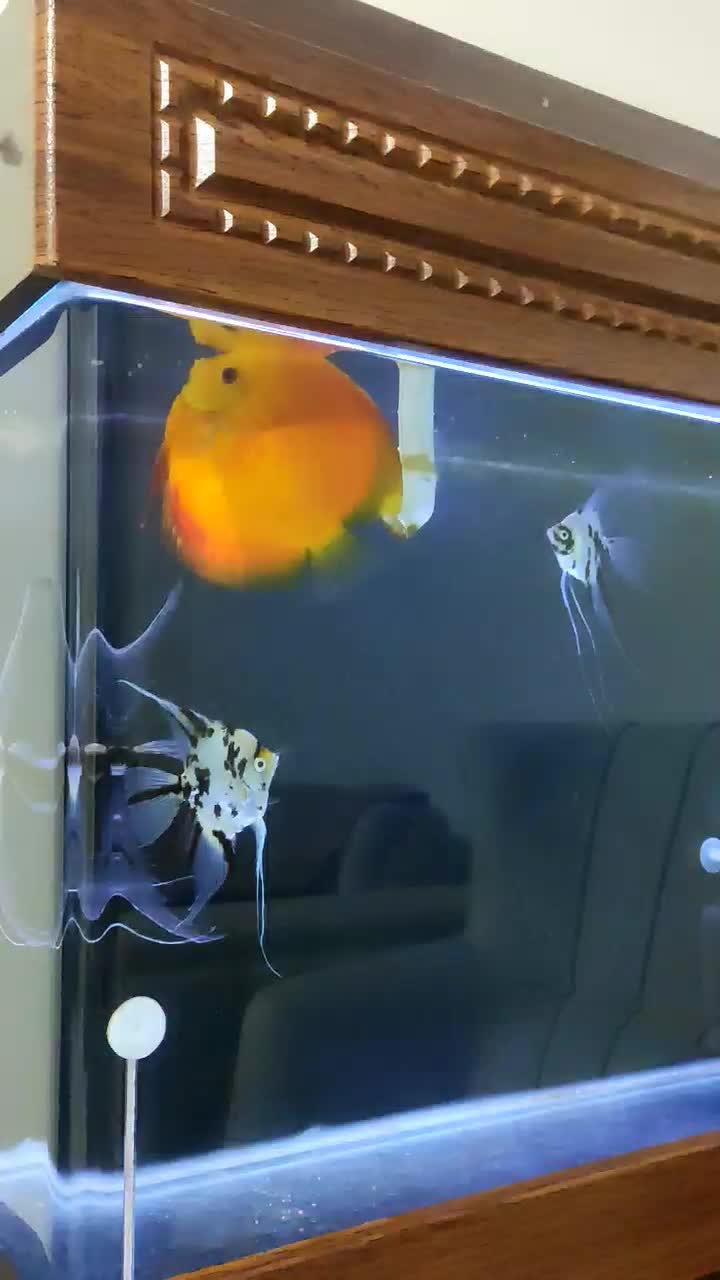 دیسکس اور سایز ++AA|ماهی|تهران, گمرک|دیوار