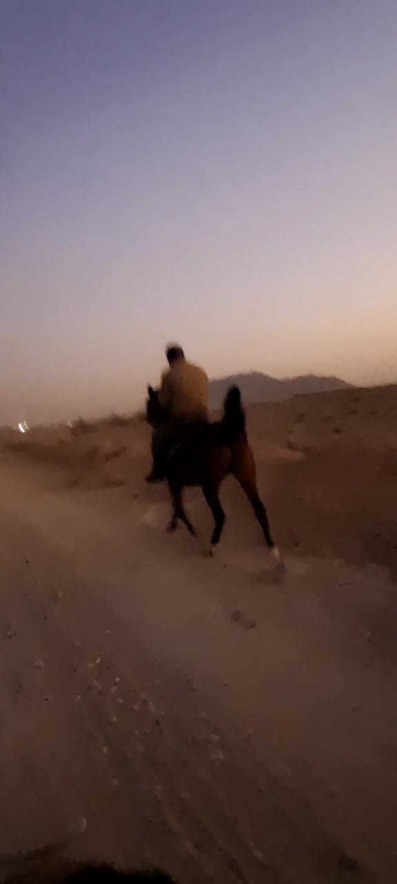 فروش مادیان ۷ساله و کره ۶ ماهه مشکی|اسب و تجهیزات اسبسواری|تیران, |دیوار