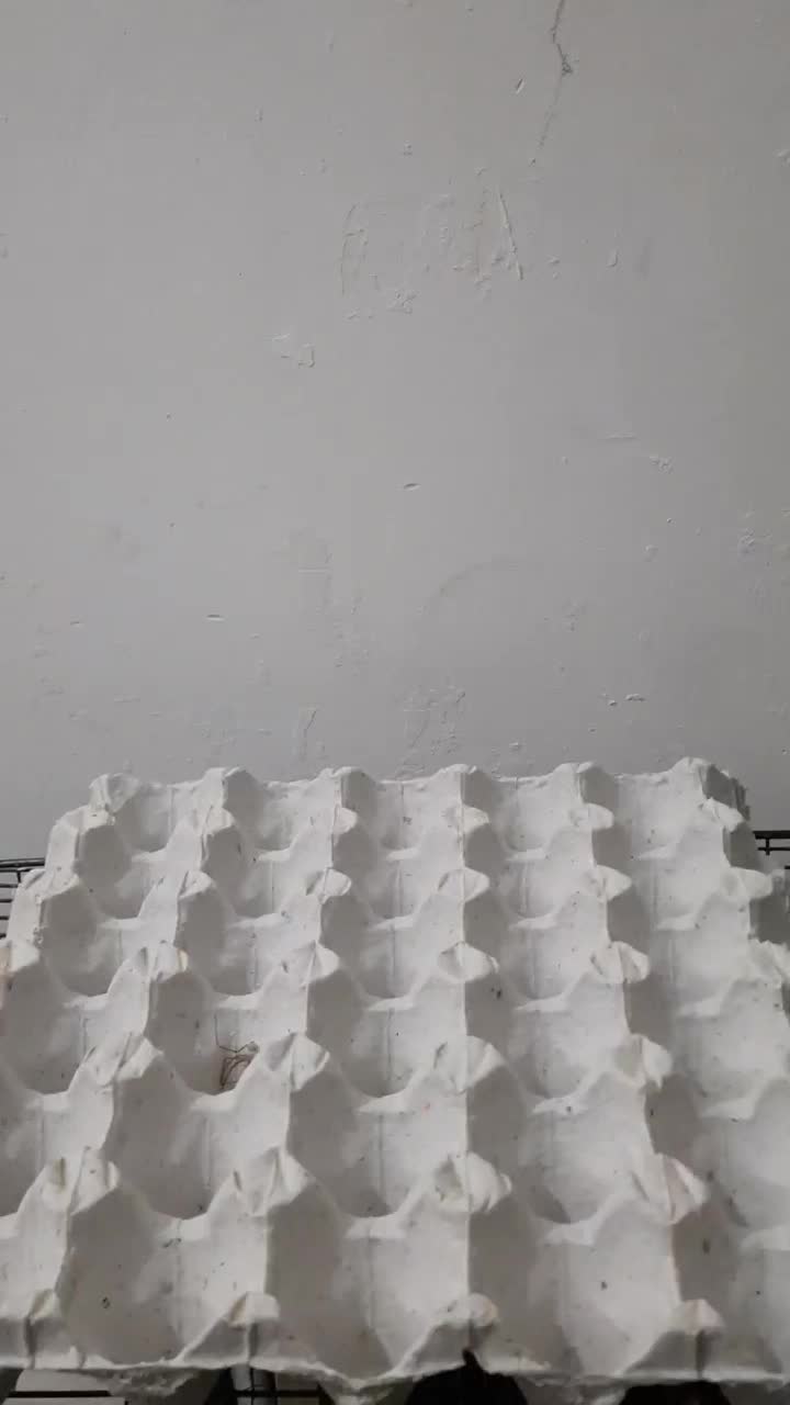 مینی لوپ|موش و خرگوش|همدان, |دیوار